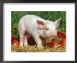 Domsetic Piglet With Vegetables, Usa by Lynn M. Stone Limited Edition Print