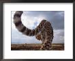 Juvenile Male Cheetah On Bonnet Of Vehicle Looking Back Under Tail At Photographer by Anup Shah Limited Edition Print