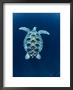 Green Sea Turtle, Indo Pacific by Jurgen Freund Limited Edition Print