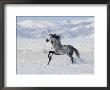 Grey Andalusian Stallion Trotting In Snow, Longmont, Colorado, Usa by Carol Walker Limited Edition Print