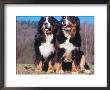 Two Bernese Mountains Dogs by Reinhard Limited Edition Print