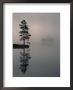 Lone Scots Pine, In Mist On Edge Of Lake, Strathspey, Highland, Scotland, Uk by Pete Cairns Limited Edition Print