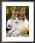 4-Months, Portrait Of Tabby-Tortoiseshell-And-White Female Lying On Garden Table With Coneflowers by Jane Burton Limited Edition Pricing Art Print