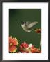 Ruby Throated Hummingbird, Male Flying, Texas, Usa by Rolf Nussbaumer Limited Edition Print