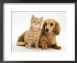 Cream Kitten With Cream Dapple Dachshund Puppy by Jane Burton Limited Edition Pricing Art Print