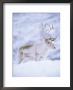 Reindeer Stag In Winter Snow (Rangifer Tarandus) From Domesticated Herd, Scotland, Uk by Niall Benvie Limited Edition Print