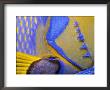 Queen Angelfish Close-Up Of Gills And Pectoral Fin, Bahamas, Caribbean by Jeff Rotman Limited Edition Print