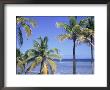 Coconut Palms On Beach, Tropical Island Of Belize, Summer 1997 by Phil Savoie Limited Edition Print