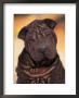 Black Shar Pei Puppy Portrait Showing Wrinkles Face And Chest by Adriano Bacchella Limited Edition Print