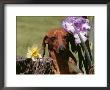 Dachshund Dog Amongst Flowers, Usa by Lynn M. Stone Limited Edition Print