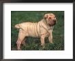 Shar Pei Standing In Grass by Adriano Bacchella Limited Edition Print