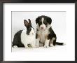 Tricolour Border Collie Puppy With Blue Dutch Rabbit by Jane Burton Limited Edition Pricing Art Print