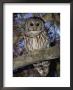 Barred Owl In Tree, Corkscrew Swamp Sanctuary Florida Usa by Rolf Nussbaumer Limited Edition Print