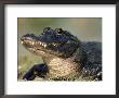 American Alligator Portrait, Florida, Usa by Lynn M. Stone Limited Edition Print