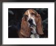 Bassett Hound Portrait, Usa by Lynn M. Stone Limited Edition Print