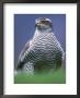 Northern Goshawk, Male Close-Up, Scotland by Pete Cairns Limited Edition Print