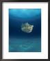 Upsidedown Jellyfish (Cassiopeia Sp) Caribbean by Jurgen Freund Limited Edition Print