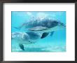 Two Bottlenose Dolphins, Discovery Cove, Florida, Usa by Doug Perrine Limited Edition Print