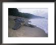 Leatherback Turtle Returning To Sea After Laying Eggs, Grand Riviere, Trinidad by Pete Oxford Limited Edition Print