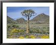 Quiver Tree (Aloe Dichotoma), Goegap Nature Reserve, Namaqualand, South Africa, Africa by Steve & Ann Toon Limited Edition Pricing Art Print
