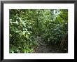 Vegetation In The Rain Forest, Tortuguero National Park, Costa Rica, Central America by R H Productions Limited Edition Print