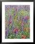 Wild Flowers Near Goreme, Cappadocia, Anatolia, Turkey by R H Productions Limited Edition Print