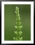 Water Horsetail, Equisetum Fluviatile, Water Droplets On Leaves, Uk by Mark Hamblin Limited Edition Print