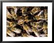 Honey Bees by David M. Dennis Limited Edition Print