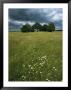 Cluster Of Trees In A Field With Wildflowers Under A Cloudy Sky by Klaus Nigge Limited Edition Print