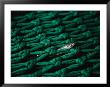 Fishnet With Fish Carcass by Joel Sartore Limited Edition Print