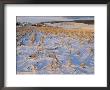 Corn Stubble In A Wintery Pennsylvania Landscape by Raymond Gehman Limited Edition Pricing Art Print