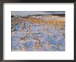 Corn Stubble In A Wintery Pennsylvania Landscape by Raymond Gehman Limited Edition Print