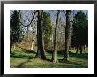 Bare Hardwood Trees Against A Backdrop Of Cedars In A Clearing by Raymond Gehman Limited Edition Print