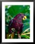 State Bird Pohnpei Lory, Pohnpei State, Micronesia by Michael Aw Limited Edition Print