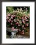 Pheasant Rose Cascades Over Wall Onto Stone Bench by Ron Evans Limited Edition Print