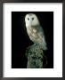 Barn Owl by Mark Hamblin Limited Edition Print