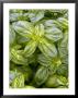 Sweet Basil, Ocimum Basilicum by Kidd Geoff Limited Edition Print