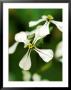 Rocket (Sweet) Close-Up Of White Flower Heads by Lynn Keddie Limited Edition Print