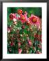 Aquilegia (Winky Rose And Rose), Close-Up Of Flowers by Pernilla Bergdahl Limited Edition Print