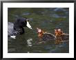 American Coot Adult With Chicks, San Diego, California by Tim Laman Limited Edition Print