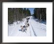 Driving Siberian Huskies, Karelia, Finland, Scandinavia, Europe by Louise Murray Limited Edition Print