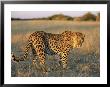 Male Leopard, Panthera Pardus, In Capticity, Namibia, Africa by Ann & Steve Toon Limited Edition Print