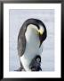 Emperor Penguin Chick And Adult, Snow Hill Island, Weddell Sea, Antarctica, Polar Regions by Thorsten Milse Limited Edition Print