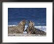 Gray Seal, (Halichoerus Grypus), Helgoland, Schleswig-Holstein, Germany by Thorsten Milse Limited Edition Print