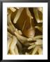Pink Anemonefish, Banda Sea, Indonesia by Stuart Westmoreland Limited Edition Pricing Art Print