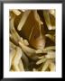 Pink Anemonefish, Banda Sea, Indonesia by Stuart Westmoreland Limited Edition Print