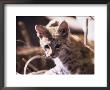 Bobcat Baby, Felis Rufus by Mark Newman Limited Edition Print