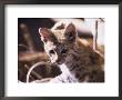 Bobcat Baby, Felis Rufus by Mark Newman Limited Edition Print