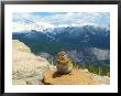 Least Chipmunk, Rocky Mountains, Colorado by David Boag Limited Edition Print