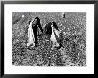 African American Farm Workers Picking Cotton by Grey Villet Limited Edition Print